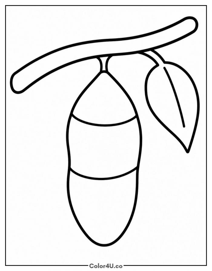 Chrysalis hanging from a branch, easy butterfly coloring page, free printable