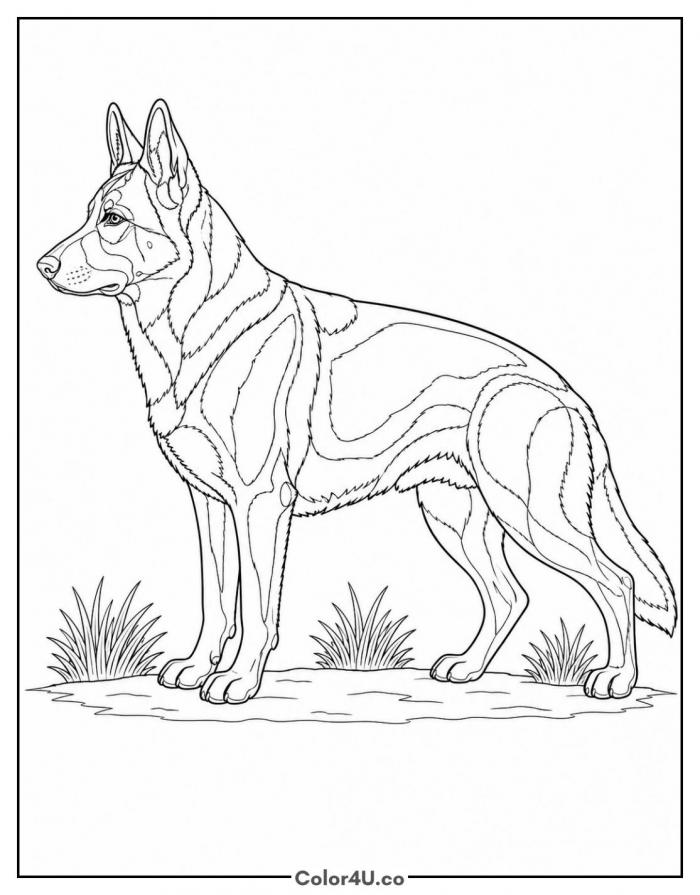 Realistic German Shepherd standing in grass, detailed dog coloring page, free printable