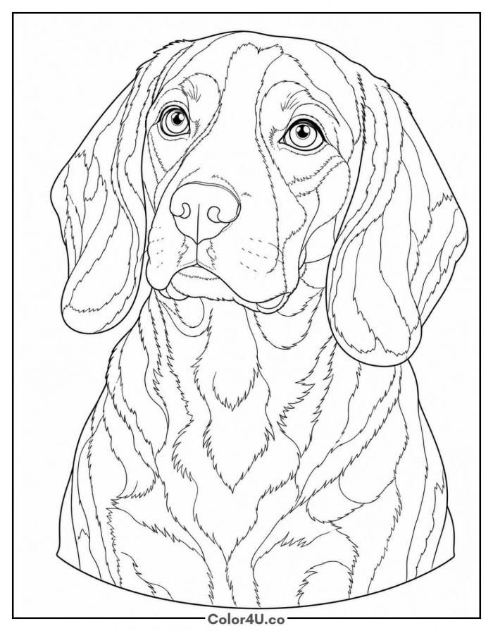 Beagle close-up portrait, detailed dog coloring page, free printable