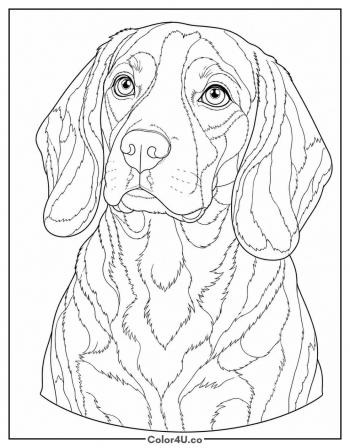 Beagle Portrait coloring page