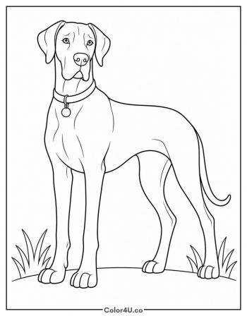 Great Dane Full Body coloring page