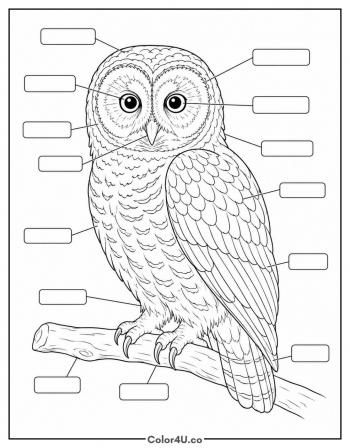Realistic Owl Species Study coloring page