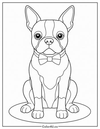 Boston Terrier Tuxedo coloring page