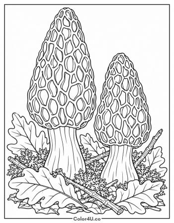 Morel Mushroom with Honeycomb Cap coloring page