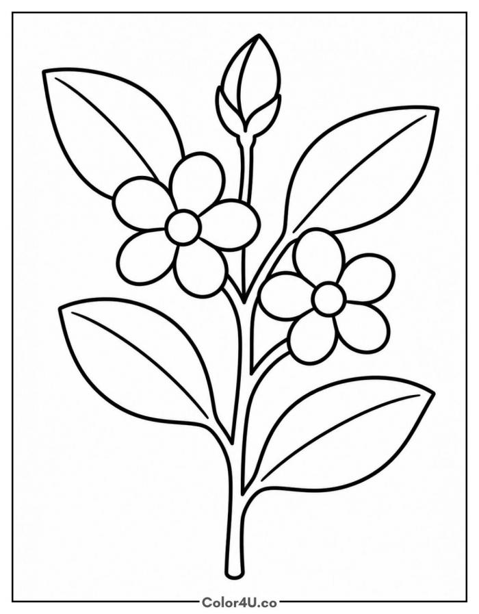 Tea plant branch with leaves, flowers, and a bud, easy tea coloring page, free printable