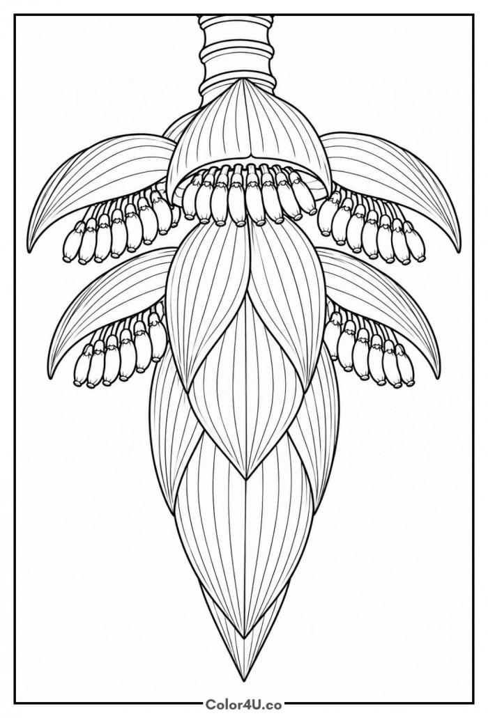 Hanging banana flower with bracts and tiny fruit, detailed banana coloring page, free printable