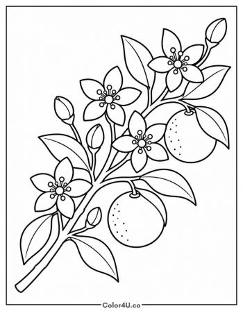 Orange Blossom Branch coloring page