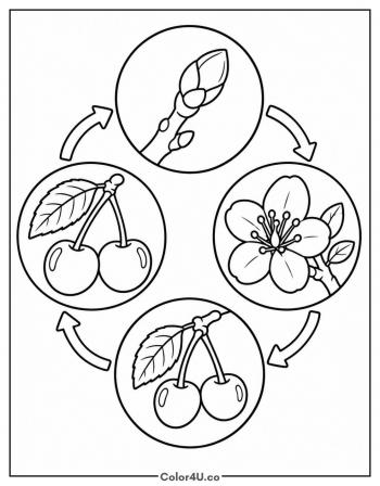 Cherry Life Cycle from Blossom to Fruit coloring page
