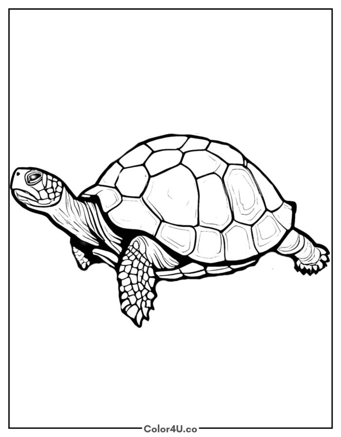 wise-turtle