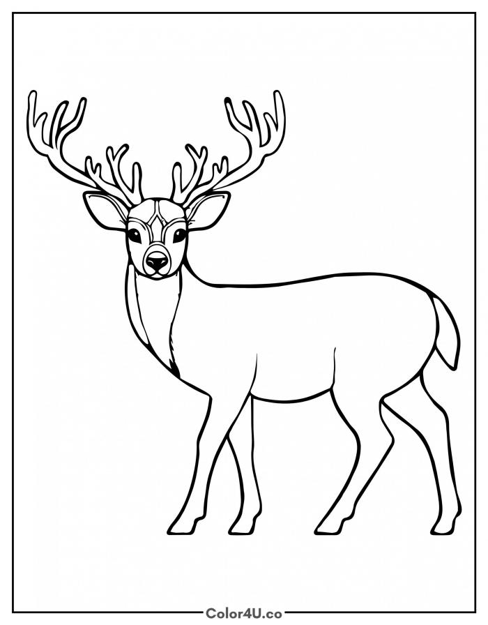 Deer with big antlers standing, medium Reindeer coloring page, free printable