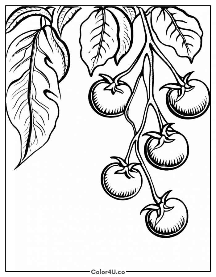 tomatoes