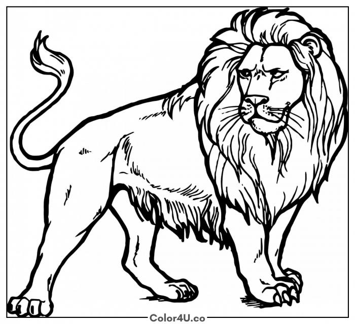 Full-body adult male lion walking in three-quarter view with detailed mane, medium lion coloring page, free printable