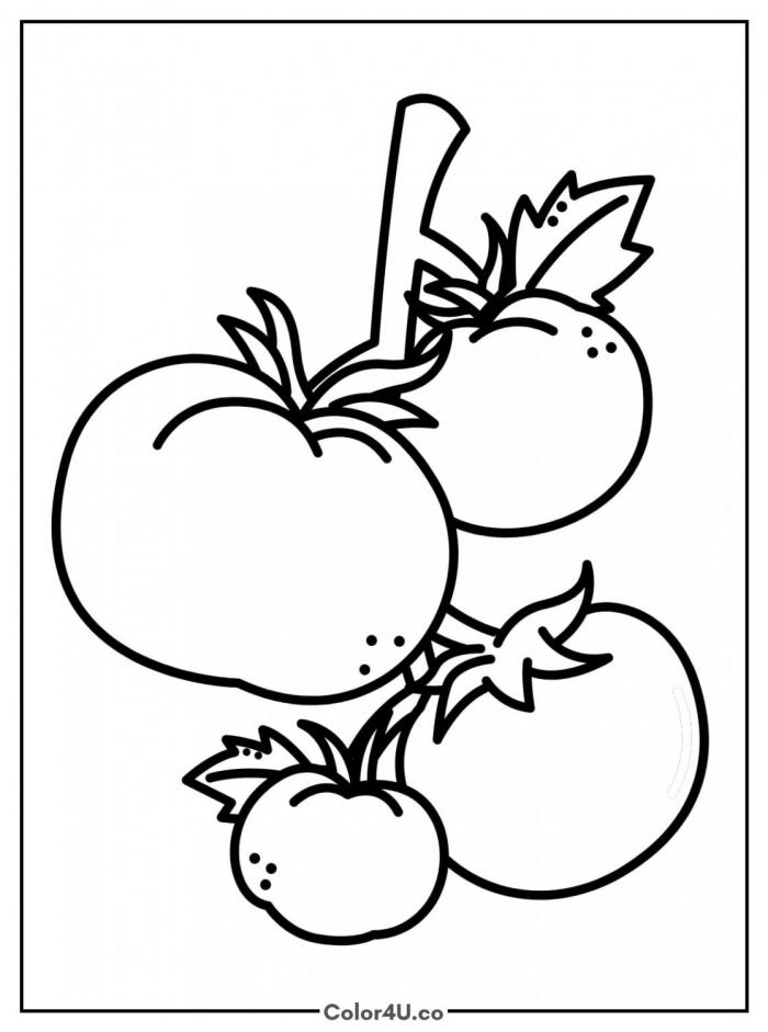 Four tomatoes on a vine, easy tomato coloring page, free printable