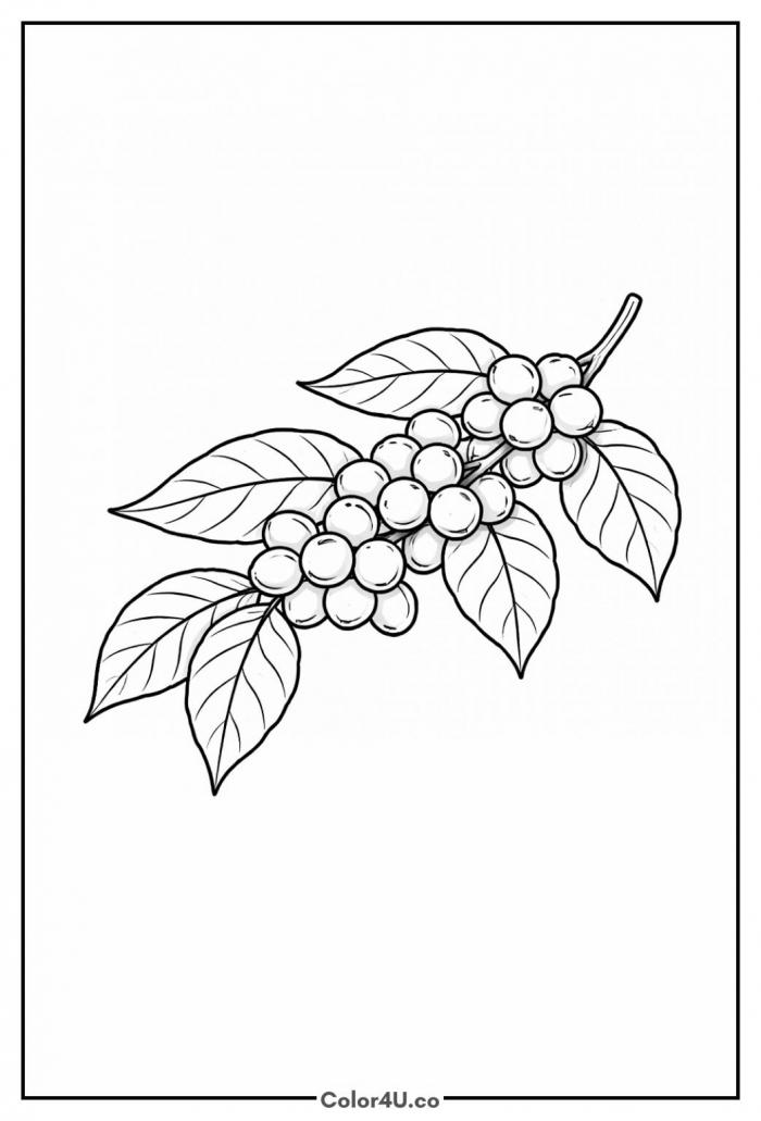 Coffee Plant Branch With Cherries Coloring Page