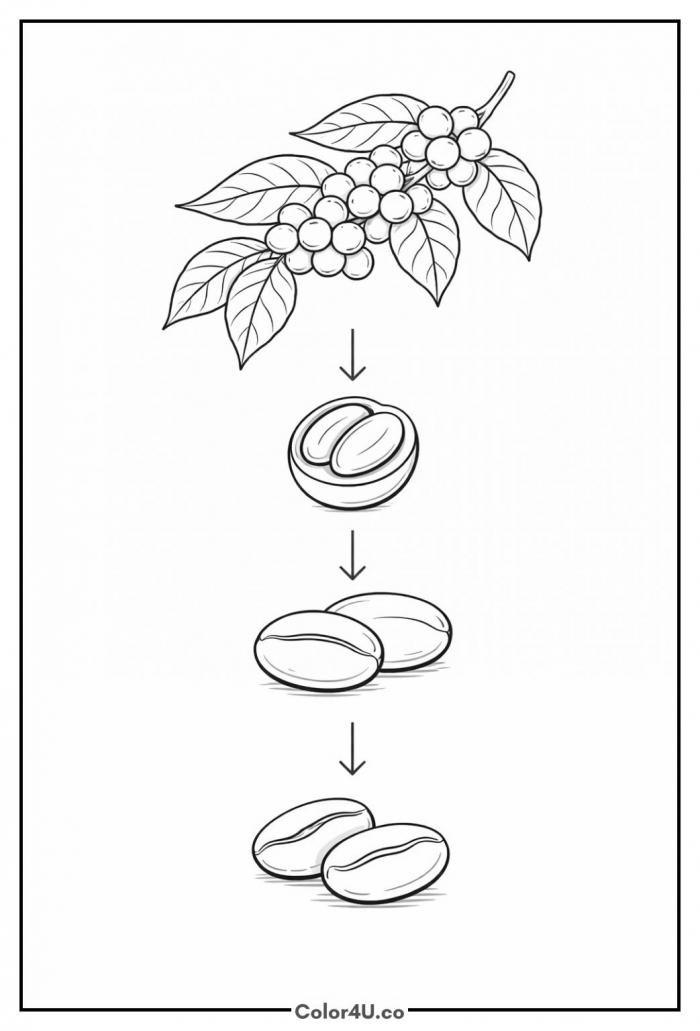Coffee Cherry Stages From Plant to Bean Coloring Page
